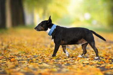 Mavi yakalı yaşlı, minyatür bir teriyer köpeği düşen sonbahar yapraklarıyla parkta yürüyor.