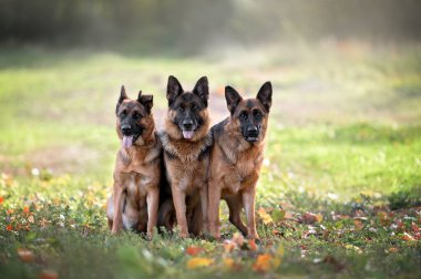 Üç Alman çoban köpeği dışarıda poz veriyor.