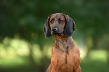 Bavyera dağlarında yazın av köpeği portresi