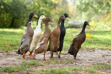 indian running ducks walking on an eco farm in summer  clipart