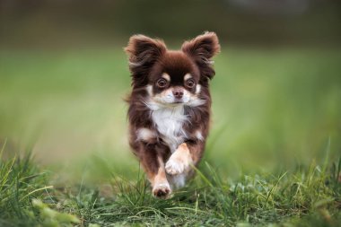 Kahverengi uzun saçlı chihuahua köpeği dışarıda çimenlerde koşuyor.