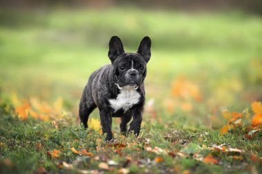 Sonbaharda açık havada duran Fransız buldog köpeği.