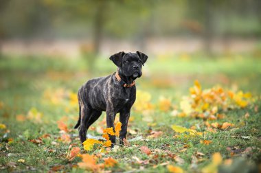 Güzel kamış Corso italiano köpek yavrusu sonbaharda turuncu bir tasmayla dışarıda poz veriyor.
