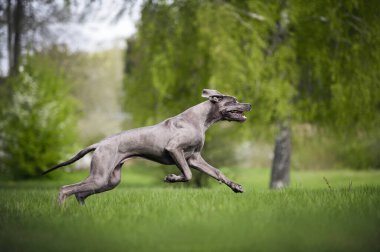 Mutlu Dan köpekleri yazın dışarıda koşuyor.