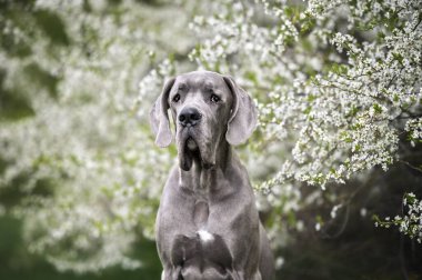 Güzel, gri, büyük Dan köpek portresi. Açık havada çiçek açan ağaçların önünde.