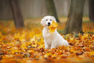 Golden Retriever köpek yavrusu Düşmüş yaprakları ağzında ve sonbaharda açık havada oturuyor