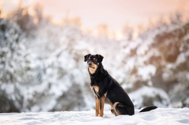 Gün batımında kar altında güzel kış ormanlarında poz veren melez bir köpek.