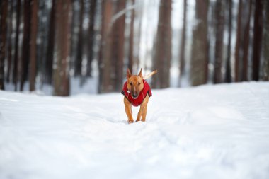 Mutlu kırmızı boğa teriyer köpeği, karlı ormanda ceketle yürüyor.