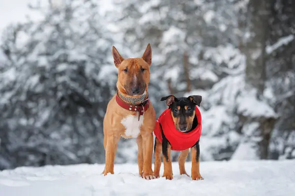 在冬天 牛犬和小狗一起站在室外 免版税图库照片