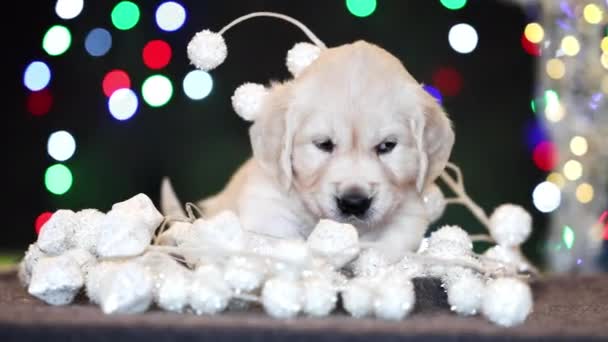 可爱的金毛猎犬 有圣诞彩灯和装饰品 — 图库视频影像