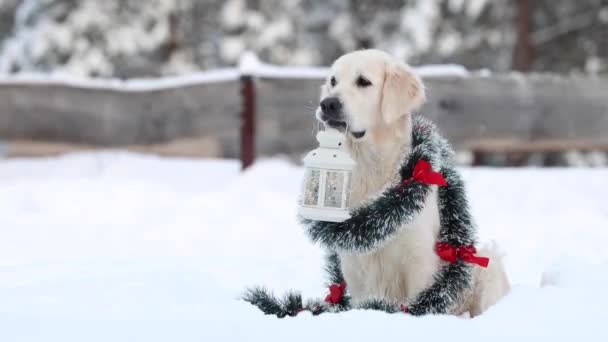 Золотий Ретривер Собака Позує Різдвяною Гірляндою Тримає Ліхтар Вогнями Відкритому — стокове відео