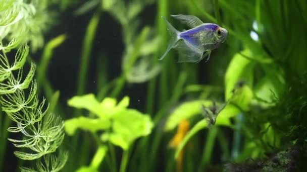 Azul Ternecia Glofish Acuario Peces Cerca — Vídeos de Stock