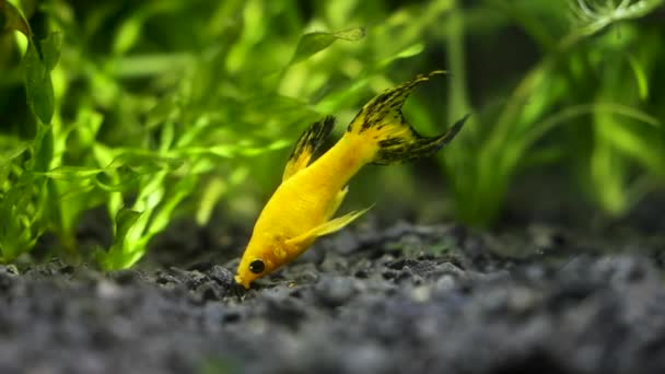 Lyretail Molly Fish Slow Motion Recherche Nourriture Sur Fond Aquarium — Video