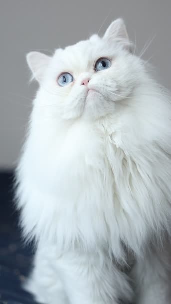 Weiße Flauschige Katze Mit Blauen Augen Vertikales Video Zeitlupe — Stockvideo