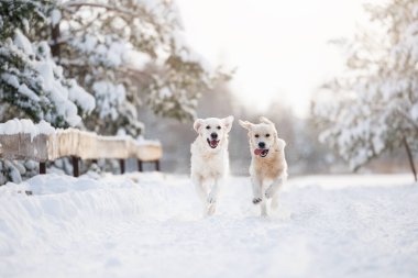 İki mutlu golden retriever köpeği kış ormanında birlikte koşuyor.