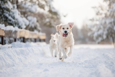 Komik Golden Retriever köpeği kışın ormanda koşar
