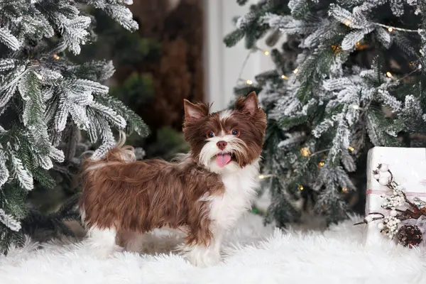 治疗站在圣诞树之间的伯罗约克郡小狗 — 图库照片