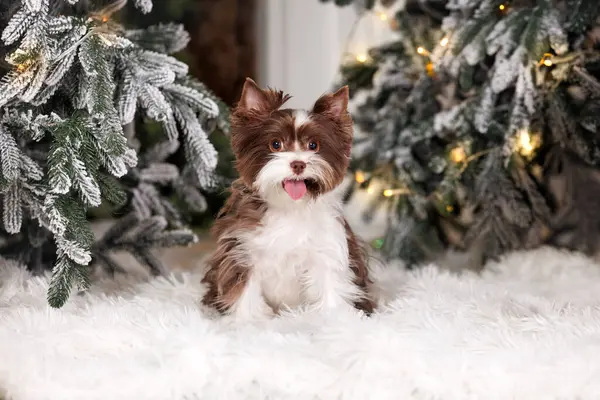 幸せな鳥ヨークシャーテリア犬はスタジオでクリスマスツリーとポーズ — ストック写真