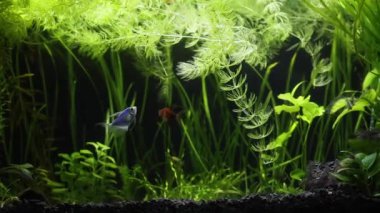 Parlak dul tetra balığı akvaryumda yüzüyor
