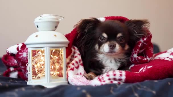Чихуахуа Собака Лежит Кровати Рождественской Крышке Фонариком Наполненным Огнями — стоковое видео
