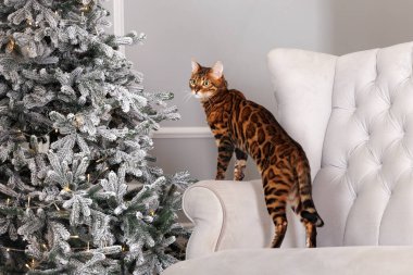 Merak uyandıran bengal kedisi Noel ağacına bakıyor.