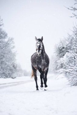 Güzel at, karlı bir yolda koşuyor.