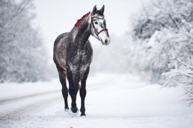 Kışın karda yürüyen kırmızı kurdeleli güzel gri at.