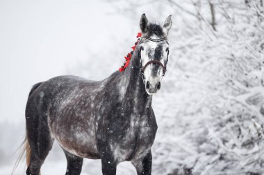 Kışın açık havada yeleli kırmızı kurdeleli gri at, portreyi kapat.