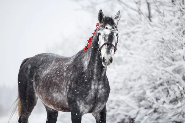 grey horse with red ribbons in mane outdoors in winter, close up portrait