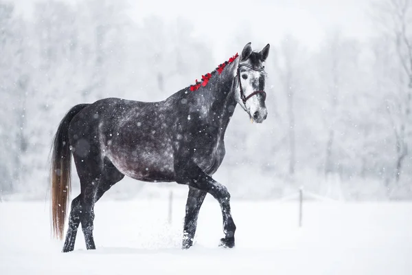 beautiful grey horse with red ribbons in mane walking in snow blizzard