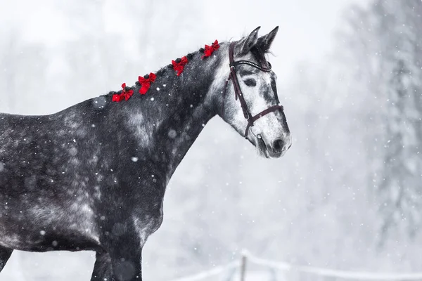 beautiful grey horse with red ribbons in mane posing in the snow