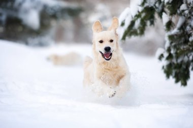 Mutlu golden retriever köpeği kış ormanında kardan atlıyor, yakın çekim