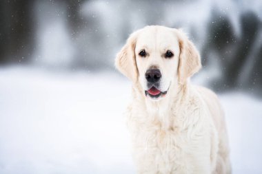 Sevimli Golden Retriever köpek portresi kışın karda kapanıyor.