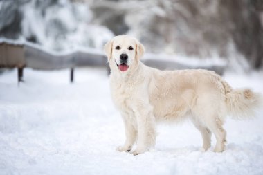 Güzel Golden Retriever köpeği kış ormanında duruyor