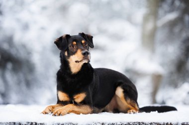 Güzel melez köpek dışarıda karda yatıyor.