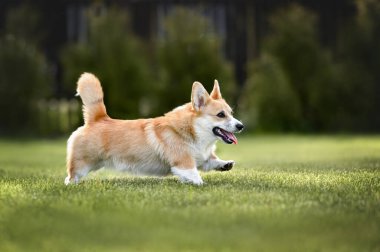 Mutlu kırmızı ve beyaz Corgi köpekleri Yazın çimlerde koşar