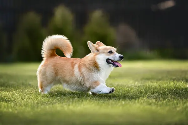 Щасливий Червоний Коргі Собака Ходить Траві Влітку Стокова Картинка