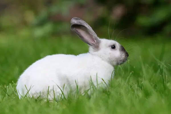 Милий Білий Кролик Позує Траві Відкритому Повітрі Влітку Стокове Зображення