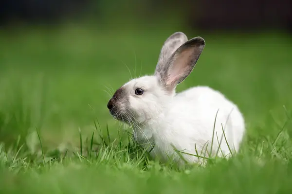 Красивий Білий Портрет Кролика Зеленій Траві Відкритому Повітрі Стокове Зображення