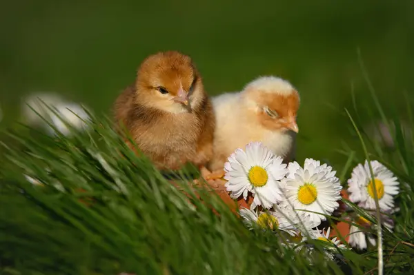 暖かい春の太陽に草や花にポーズする2つのかわいい赤ちゃんのひよこ — ストック写真
