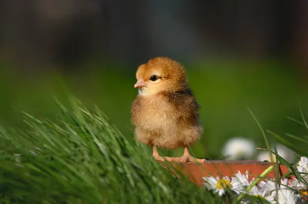 Schattig Klein Baby Chick Portret Buiten Zon Stockfoto