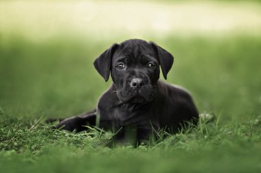 Siyah baston corso köpek resmi Yazın açık havada