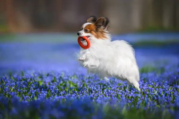 Щаслива Собака Папіон Грає Іграшкою Полі Квітучих Квітів Ліцензійні Стокові Фото