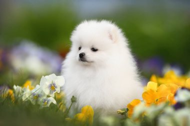 Beyaz Pomeranian tükürük köpeği baharda çiçek açmış bir şekilde dışarıda oturuyor.