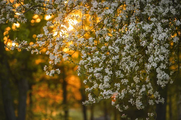 Квітучі Гілки Яблуні Під Час Заходу Сонця Ліцензійні Стокові Фото