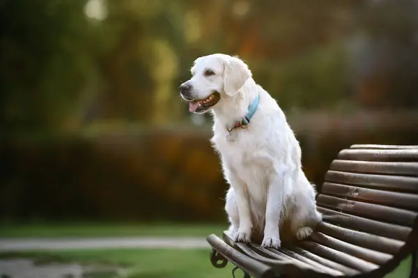 Golden Retriever Hond Poseren Het Park Dragen Van Een Halsband Stockfoto