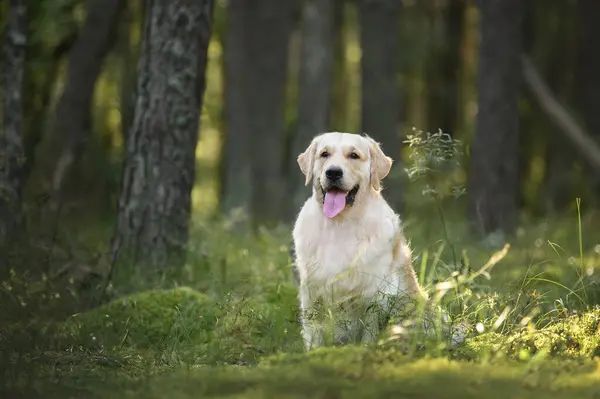 Gelukkige Golden Retriever Hond Poseren Het Bos Stockafbeelding
