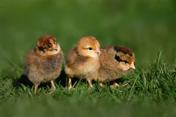 태양에 잔디에 귀여운 병아리 — 스톡 사진