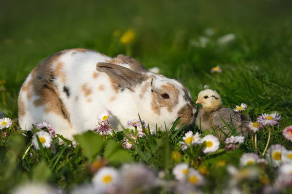 Schattig Konijn Baby Chick Samen Een Veld Van Lente Bloemen Rechtenvrije Stockfoto's