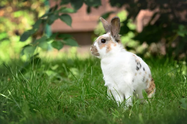 Милий Цікавий Кролик Сидить Траві Відкритому Повітрі Стокове Фото